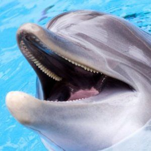 Meet your Posher, KDgirl